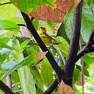 Tropical encounters- saffron finch