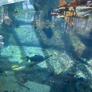 Tropical encounters- Amazon flooded forest tank