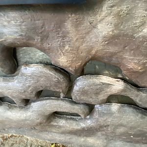 Tropical encounters- leaf cutter ant terrarium