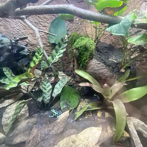 Tropical encounters- dyeing poison dart frog & green & black poison dart frog terrarium