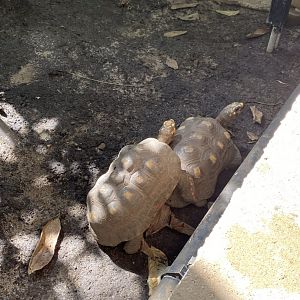 Tropical encounters- red footed tortoises