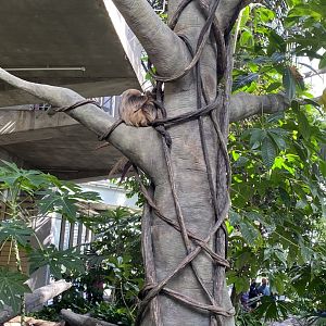 Tropical encounters- Hoffman’s two toed sloth tree