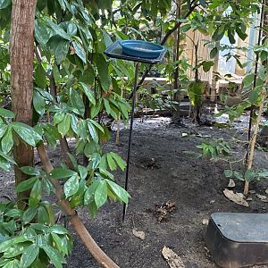 Tropical encounters- Red footed tortoise exhibit