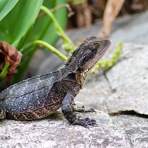 Wild Eastern Water Dragon (Intellagama lesueurii lesueurii) - January 2020