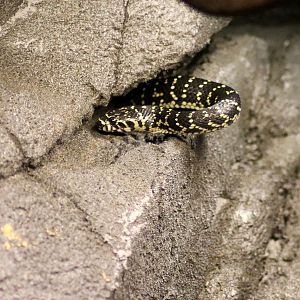 Broad-headed Snake (Hoplocephalus bungaroides) - January 2020