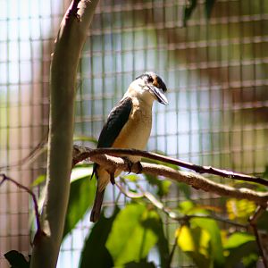 Sacred Kingfisher (Todiramphus sanctus) - January 2020