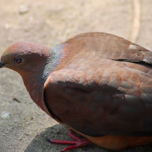 Brown Cuckoo-Dove (Macropygia phasianella) - January 2020