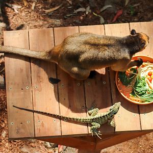 A Tree Kangaroo's Breakfast - January 2020