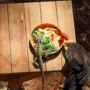 Wildlife Stealing Tree Kangaroo's Breakfast - January 2020