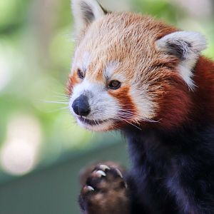 Red Panda (Ailurus fulgens fulgens) - January 2020
