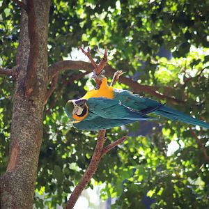 Blue and Gold Macaw (Ara ararauna) - Lost Valley Aviary - January 2020