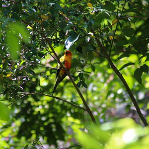 Sun Conure (Aratinga solstitialis) - Lost Valley Aviary - January 2020