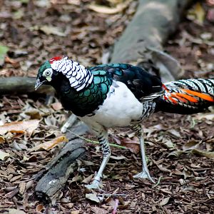 Lady Amherst's Pheasant (Chrysolophus amherstiae) - Lost Valley Aviary - January 2020