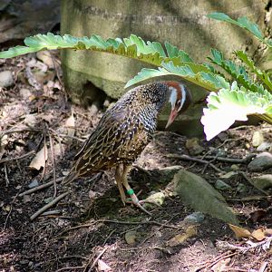 Buff-banded Rail (Gallirallus philippensis) - Lost Valley Aviary - January 2020