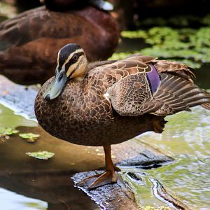 Wild Pacific Black Duck (Anas superciliosa) - January 2020