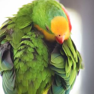 Superb Parrot (Polytelis swainsonii) - January 2020