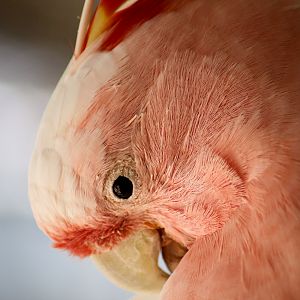 Major Mitchell's Cockatoo (Lophochroa leadbeateri) - January 2020