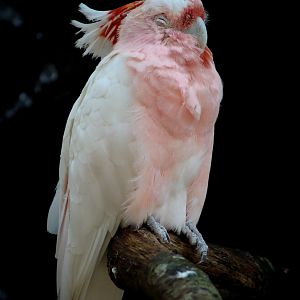 Major Mitchell's Cockatoo (Lophochroa leadbeateri) - January 2020
