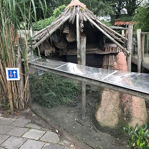 Banded mongoose enclosure