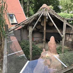 Banded mongoose enclosure