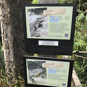 Wall lizard and yellow-bellied toad