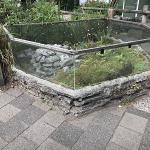 Wall lizard and yellow-bellied toad