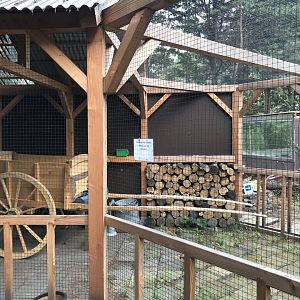 Barn owl - new aviary