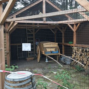 Barn owl - new aviary