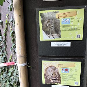 Père David’s rock squirrel and house mouse