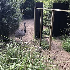 Greater rhea