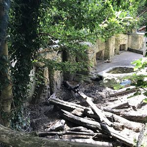 Indian crested porcupine