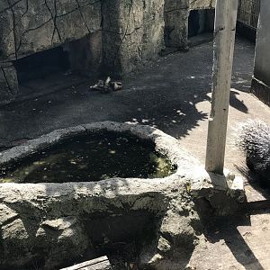 Indian crested porcupine