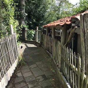 Indian crested porcupine