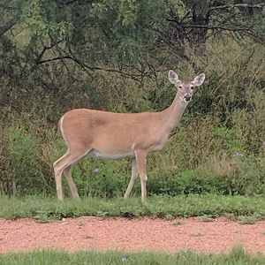Texas white tailed deer (Odocoileus virginianus texanus)