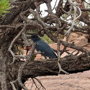 Pinyon jay (Gymnorhinus cyanocephalus)