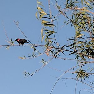Red-winged blackbird (Agelaius phoeniceus)