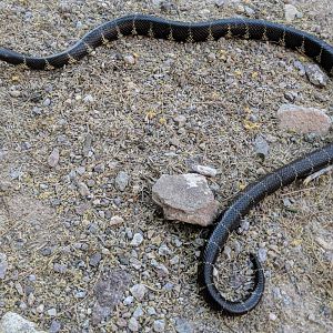 Desert kingsnake (Lampropeltis splendida)