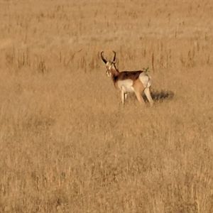 Prairie pronghorn (Antilocapra americana americana)