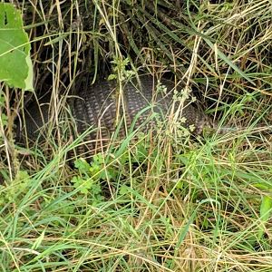 Nine-banded armadillo (Dasypus novemcinctus)