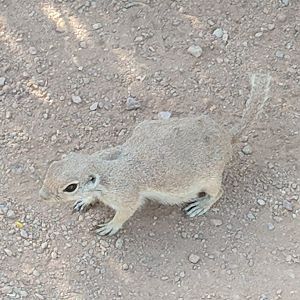 Round tailed ground squirrel (Xerospermophilus tereticaudus)