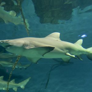 Lemon Shark (Negaprion brevirostris) side view