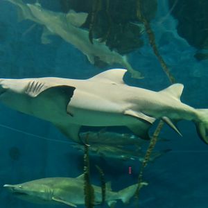 Lemon Shark (Negaprion brevirostris) and Sand Tiger Shark (Carcharias taurus) comparison