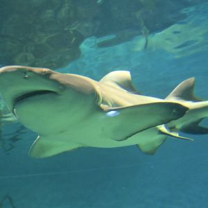Lemon Shark (Negaprion brevirostris)