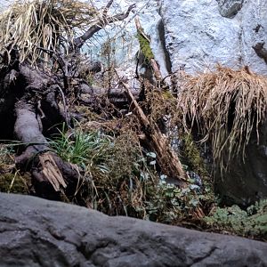 Empty amphiban Enclosure