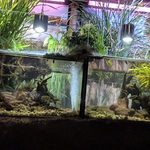 European Freshwater Aquariums