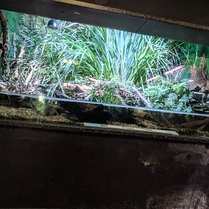 European fiery Salamander Enclosure