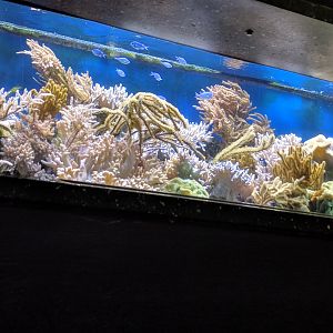 Corral Reef Tank