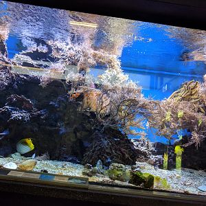 Big corral Reef Tank