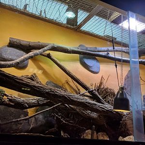 Colorado River toad Enclosure