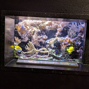 Nocturnal corral Reef Tank